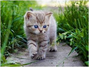 娱乐吃瓜酱猫,揭秘娱乐圈那些不为人知的幕后故事